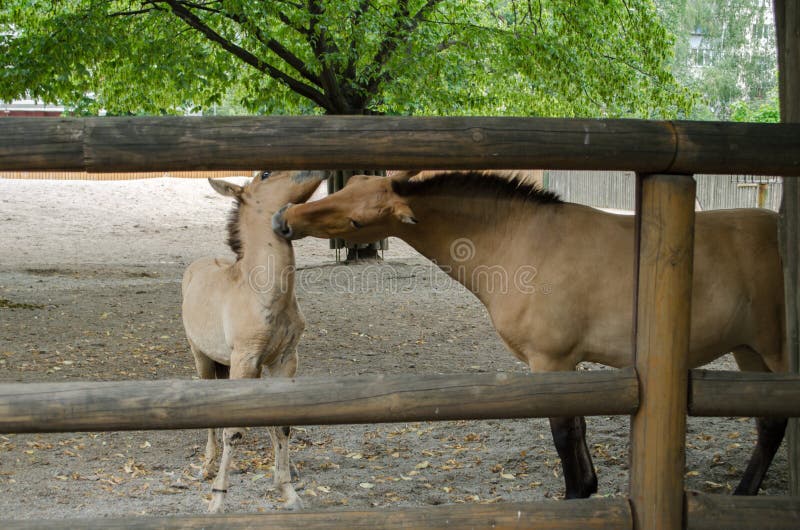 De moeder en de zoon van Przewalski` s paarden stock afbeelding De moeder en de zoon van Przewalski` s paarden stock afbeelding