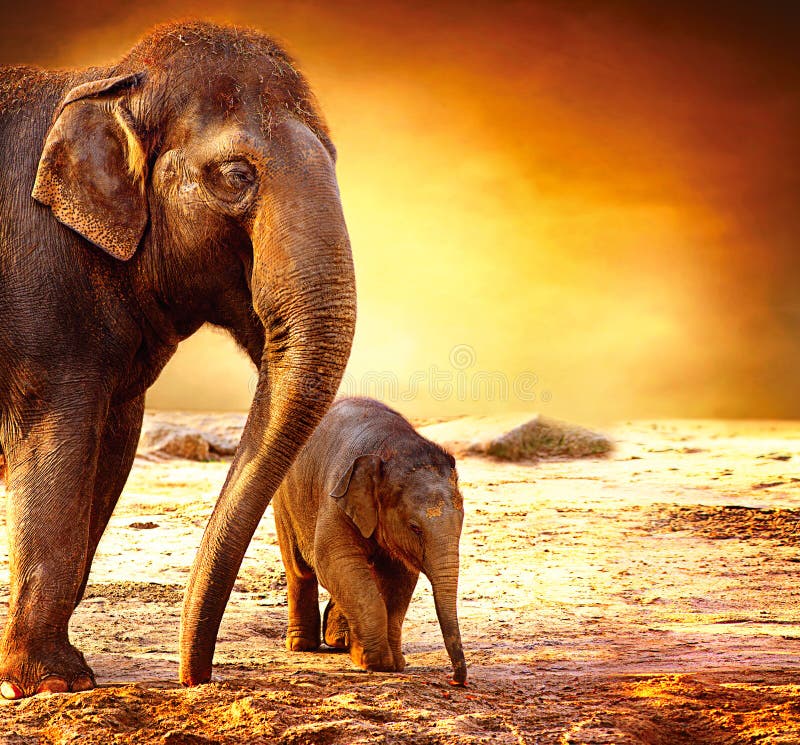 De Moeder van de olifant met Baby stock afbeelding De Moeder van de olifant met Baby stock afbeelding