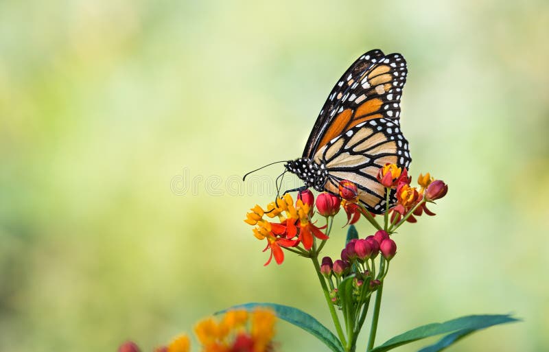 De monarchvlinder op tropisch milkweed bloemen stock afbeelding De monarchvlinder op tropisch milkweed bloemen stock afbeelding