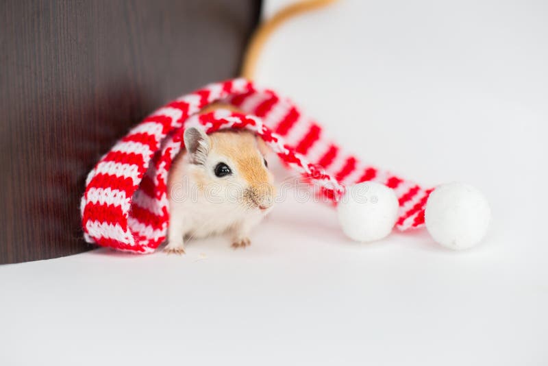 The Mongolian gerbil sits on a white background in a Christmas red-white scarf pompons. The Mongolian gerbil sits on a white background in a Christmas red-white scarf pompons