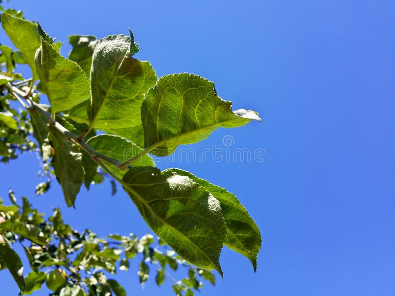 De mooie bladeren van de tuinappel en blauwe hemel stock fotografie De mooie bladeren van de tuinappel en blauwe hemel stock fotografie