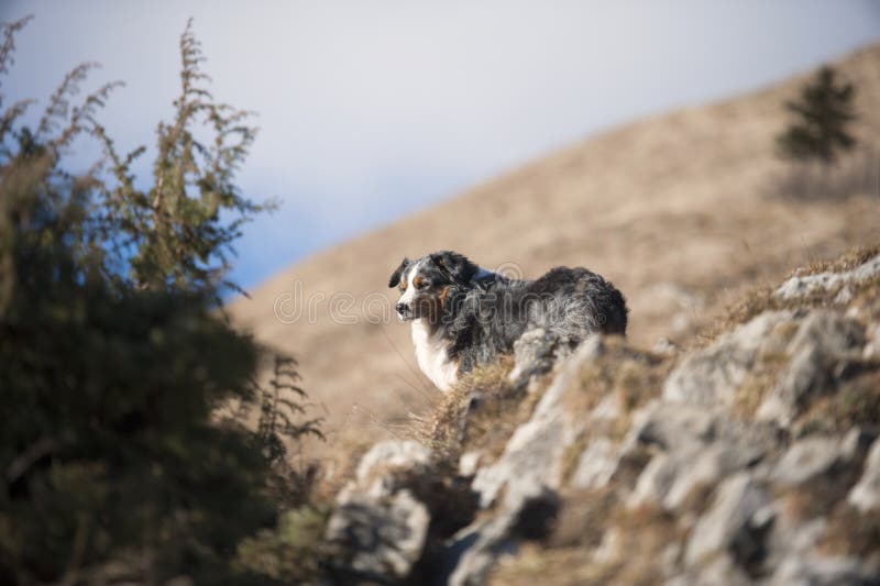 De mooie blauwe hond van de merle Australische Herder royalty-vrije stock afbeeldingen De mooie blauwe hond van de merle Australische Herder royalty-vrije stock afbeeldingen