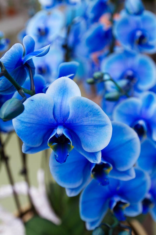 De mooie blauwe orchidee op bloem toont royalty-vrije stock afbeelding De mooie blauwe orchidee op bloem toont royalty-vrije stock afbeelding