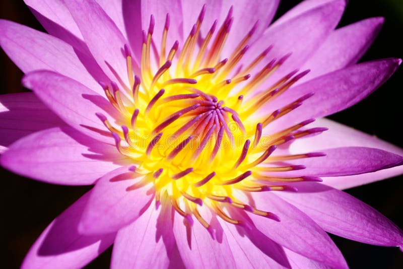 De mooie bloem die van de stuifmeel purpere lotusbloem in de vijver bloeien
