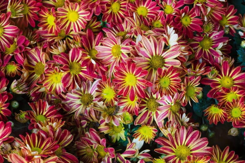 De mooie bloemen van chrysanten, Chrysanten bloeit backg stock afbeelding De mooie bloemen van chrysanten, Chrysanten bloeit backg stock afbeelding