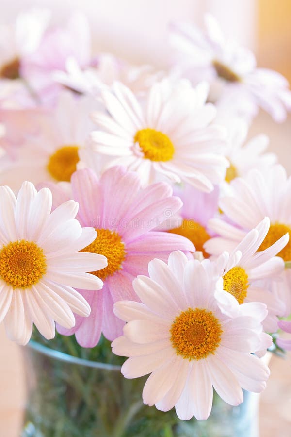 De mooie bloemen van Daisy stock afbeeldingen De mooie bloemen van Daisy stock afbeeldingen