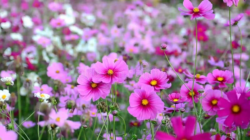 De mooie bloemen van de Kosmos