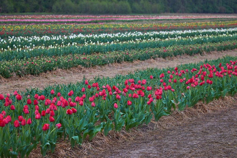 De mooie close-up van het tulpenbloembed De achtergrond van de bloem stock foto De mooie close-up van het tulpenbloembed De achtergrond van de bloem stock foto
