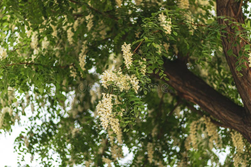 De mooie dagvlinders verzamelen en drinken nectar van boombloemen Aglaisurticae tegen de blauwe hemel Groene bladeren en royalty-vrije stock foto's De mooie dagvlinders verzamelen en drinken nectar van boombloemen Aglaisurticae tegen de blauwe hemel Groene bladeren en royalty-vrije stock foto's