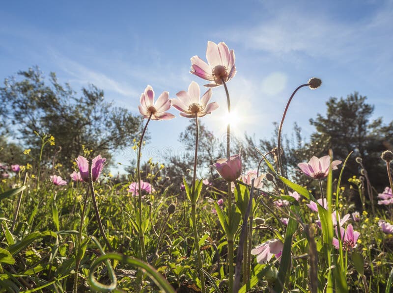 De mooie eerste anemoon van de lente rood-purpere bloemen op een zonnige dag onder groen gras stock fotografie De mooie eerste anemoon van de lente rood-purpere bloemen op een zonnige dag onder groen gras stock fotografie