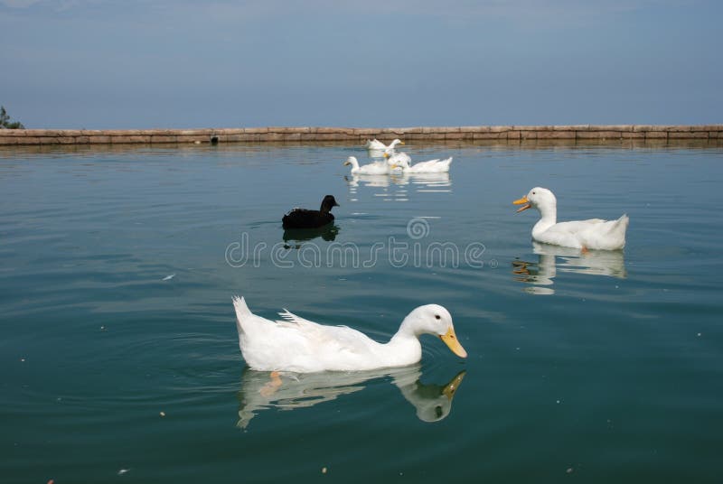 De mooie ganzen zwemmen in de vijver stock foto's De mooie ganzen zwemmen in de vijver stock foto's