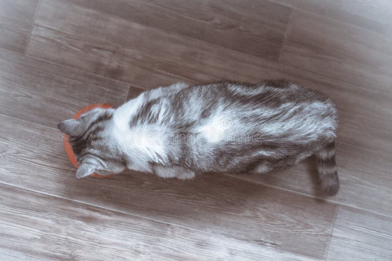 De mooie grijze gestreepte kat eet droge voedsel hoogste mening stock foto De mooie grijze gestreepte kat eet droge voedsel hoogste mening stock foto