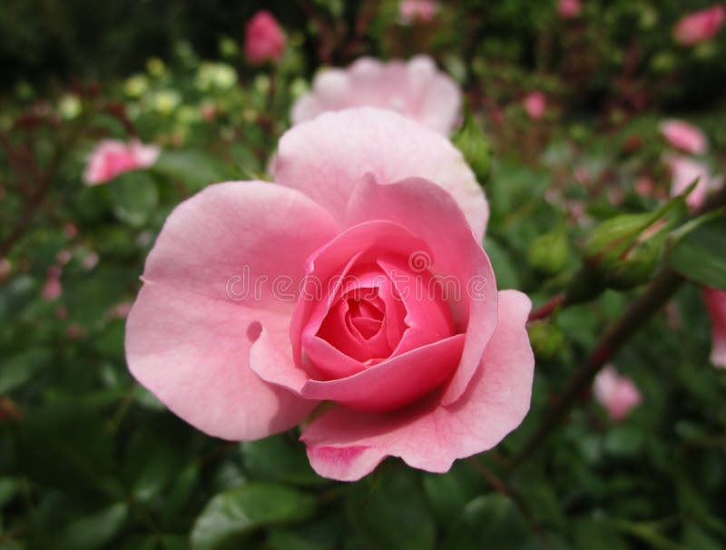 De mooie & Heldere Tuin van Close-up Roze Rose Flowers Blossom In Park royalty-vrije stock foto De mooie & Heldere Tuin van Close-up Roze Rose Flowers Blossom In Park royalty-vrije stock foto
