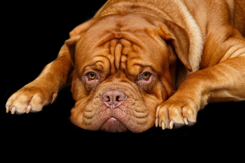 De mooie hond van Bordeaux dogue royalty-vrije stock afbeelding De mooie hond van Bordeaux dogue royalty-vrije stock afbeelding