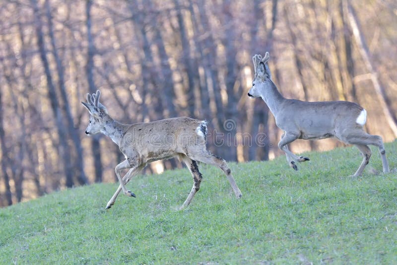 De Mooie jonge herten in boscervidae stock fotografie De Mooie jonge herten in boscervidae stock fotografie
