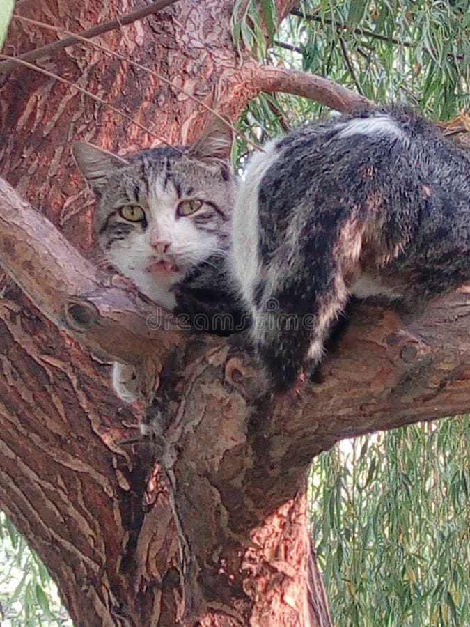 De mooie katten van de boom zijn verbaasd royalty-vrije stock afbeelding De mooie katten van de boom zijn verbaasd royalty-vrije stock afbeelding
