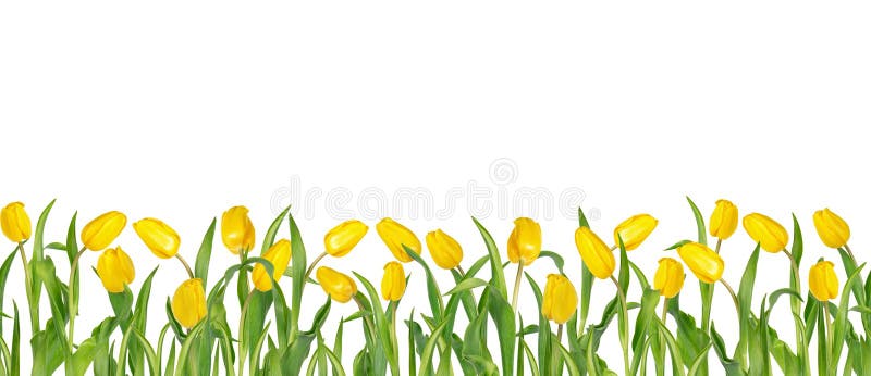 De mooie levendige gele tulpen op lange stammen met groene bladeren schikten in naadloze rij Geïsoleerdj op witte achtergrond royalty-vrije illustratie De mooie levendige gele tulpen op lange stammen met groene bladeren schikten in naadloze rij Geïsoleerdj op witte achtergrond royalty-vrije illustratie