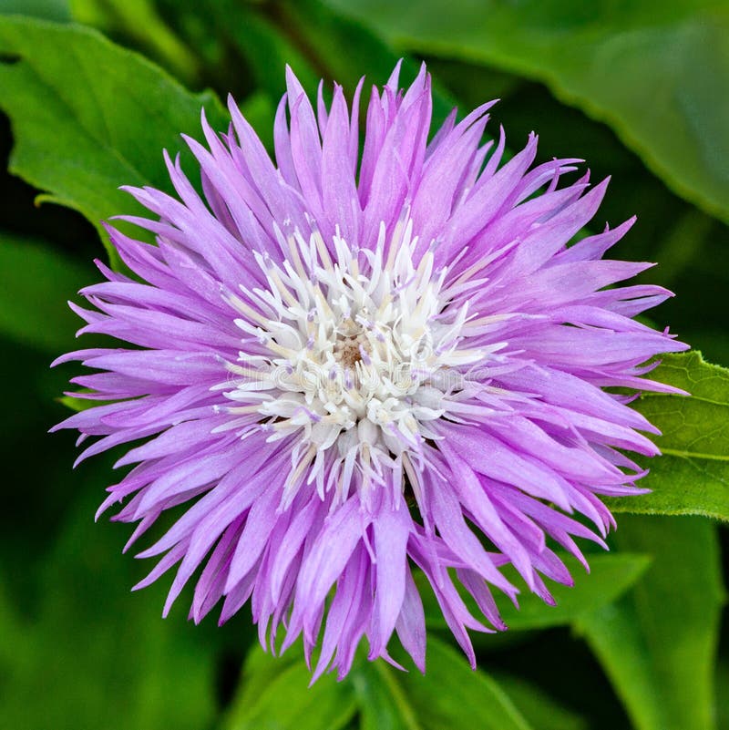 De mooie lilac Muskus van Amberboa van de bloemkorenbloem stock fotografie De mooie lilac Muskus van Amberboa van de bloemkorenbloem stock fotografie