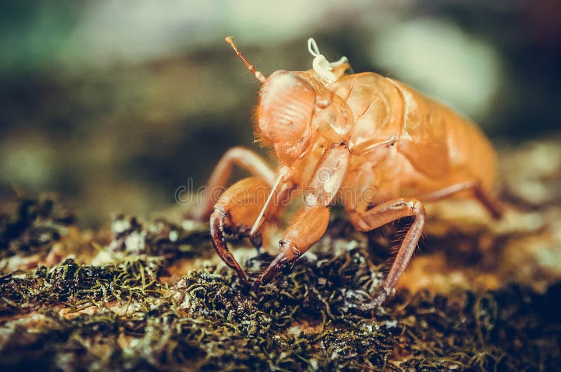 Prachtig natuurlandschap, macro van de volledige vervelling van een cicade royalty-vrije stock fotografie
