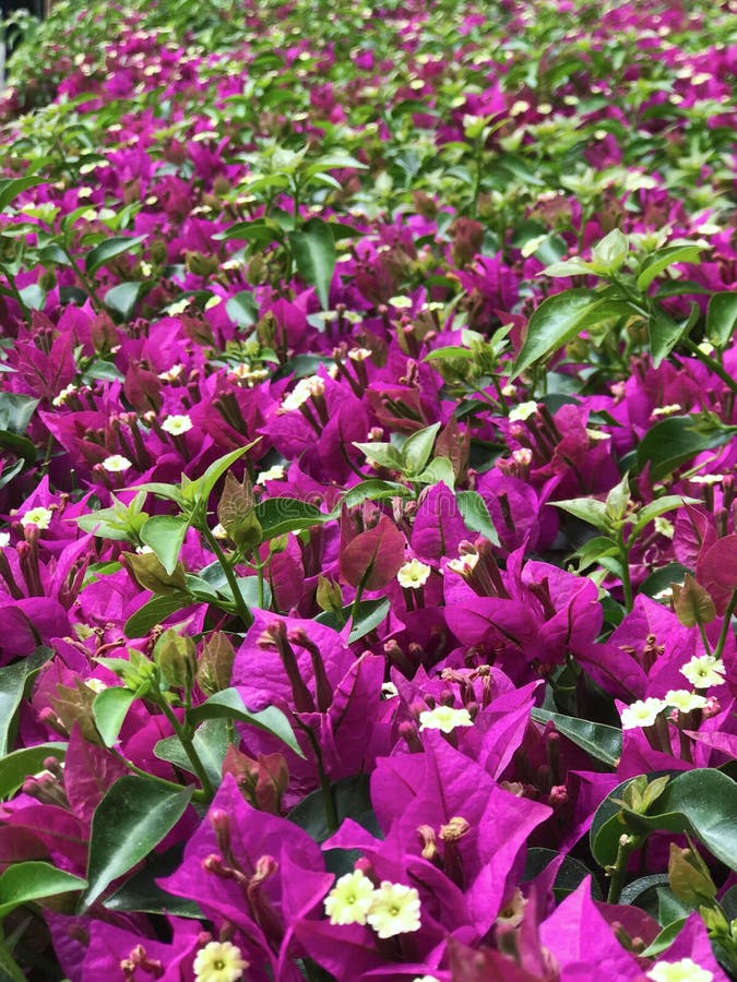 De mooie purpere, roze en gele bloemen van de bougainvillea planten op een achtergrond van bladeren royalty-vrije stock foto's De mooie purpere, roze en gele bloemen van de bougainvillea planten op een achtergrond van bladeren royalty-vrije stock foto's