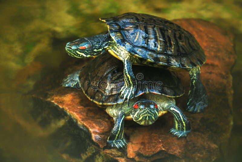 De mooie schildpadden liggen op een steen en een rust op een hete zonnige dag royalty-vrije stock afbeelding De mooie schildpadden liggen op een steen en een rust op een hete zonnige dag royalty-vrije stock afbeelding
