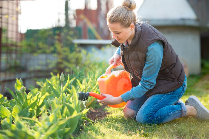 De mooie tulpen van Watering van de vrouwentuinman met gieter in sprin stock afbeeldingen De mooie tulpen van Watering van de vrouwentuinman met gieter in sprin stock afbeeldingen