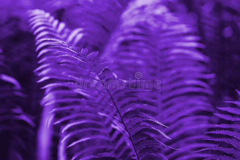 De mooie varen verlaat purpere bloemenvarenachtergrond Ultraviolette creatieve en humeurige kleur van het beeld stock foto's De mooie varen verlaat purpere bloemenvarenachtergrond Ultraviolette creatieve en humeurige kleur van het beeld stock foto's