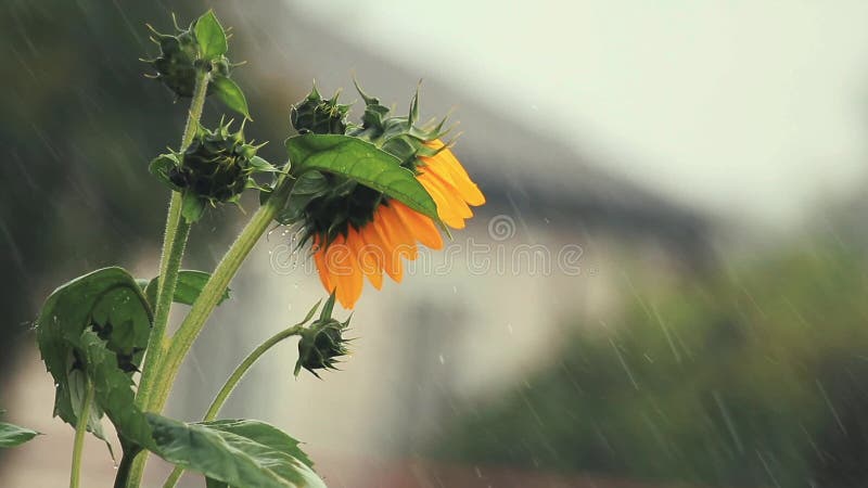 De mooie verbazende gele verse zonnebloem van Nice tijdens een zware doucheregen met een wind Ondiepe diepte van het gebied, gest