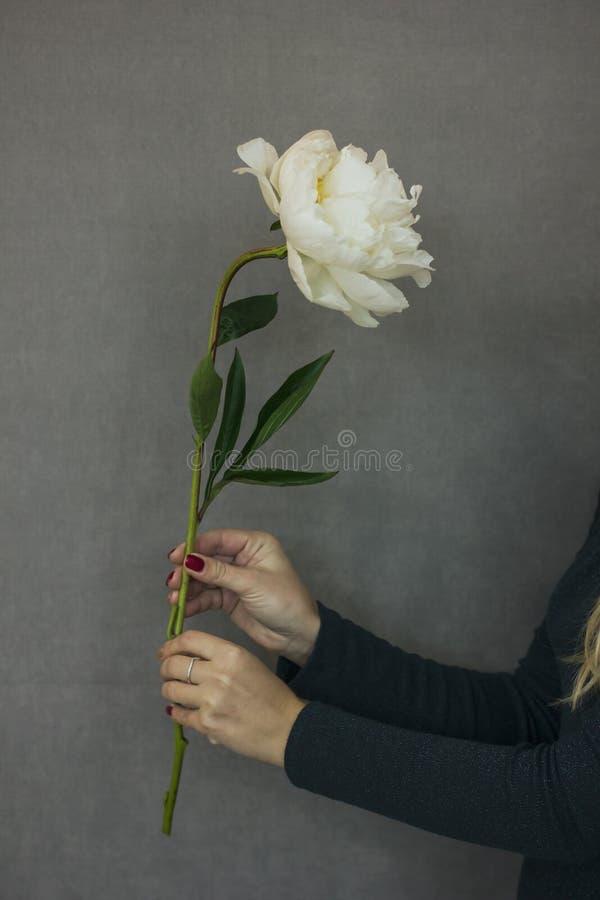 De mooie weelderige witte pioen in een wijfje overhandigt op een grijze backgroun stock foto De mooie weelderige witte pioen in een wijfje overhandigt op een grijze backgroun stock foto