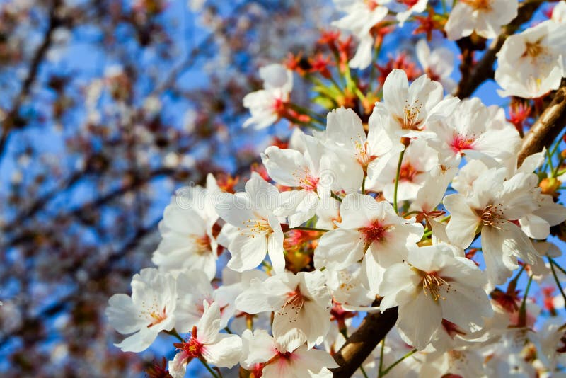 De mooie witte Kersenbloesem bloeit boomtak in tuin met aardige duidelijke blauwe hemel de natuurlijke achtergrond van het lentet stock foto's De mooie witte Kersenbloesem bloeit boomtak in tuin met aardige duidelijke blauwe hemel de natuurlijke achtergrond van het lentet stock foto's