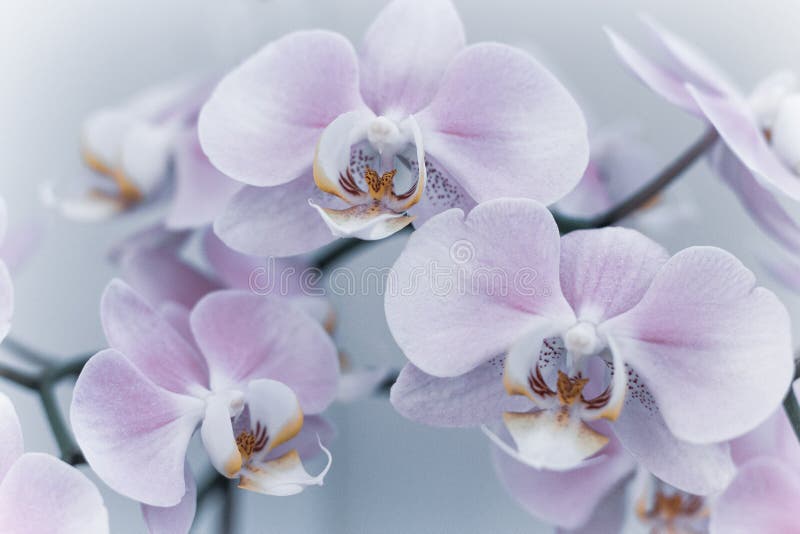 De mooie zachte orchideebloemen worden genomen in zacht licht