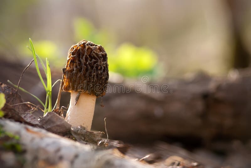 The morel mushroom on a spring forest. The morel mushroom on a spring forest