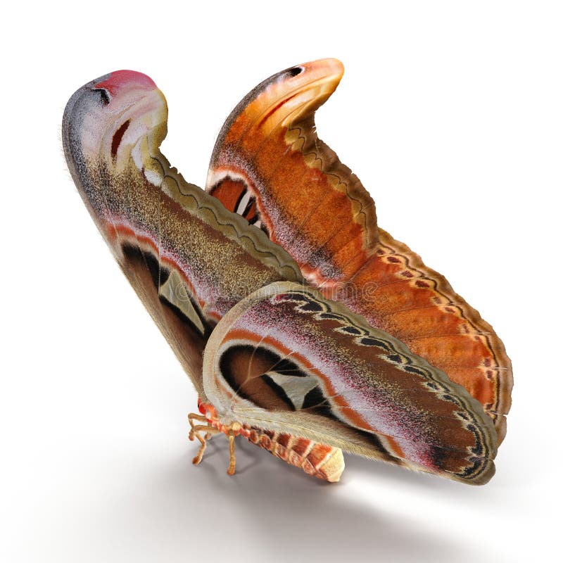 De Mottenzitting van Saturniid van de Attacusatlas stelt de Grote Ge?soleerd op Witte Achtergrond 3D Illustratie royalty-vrije stock foto De Mottenzitting van Saturniid van de Attacusatlas stelt de Grote Ge?soleerd op Witte Achtergrond 3D Illustratie royalty-vrije stock foto