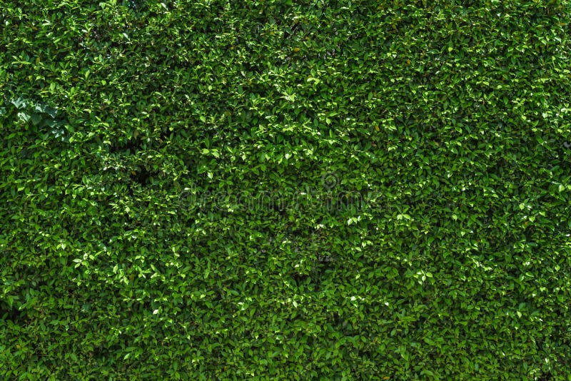 De muur die volledig met groene klimop wordt behandeld gaat weg royalty-vrije stock afbeeldingen De muur die volledig met groene klimop wordt behandeld gaat weg royalty-vrije stock afbeeldingen