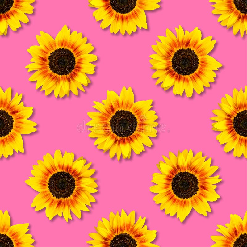 De naadloze achtergrond van de zonnebloem Heldere gele zonnebloemen op blauwe achtergrond Bloemen patroon royalty-vrije stock foto's De naadloze achtergrond van de zonnebloem Heldere gele zonnebloemen op blauwe achtergrond Bloemen patroon royalty-vrije stock foto's