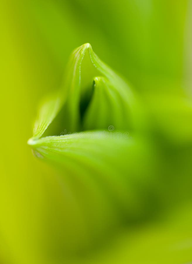 Nieuwe lentegroei met selectieve focus royalty-vrije stock afbeeldingen