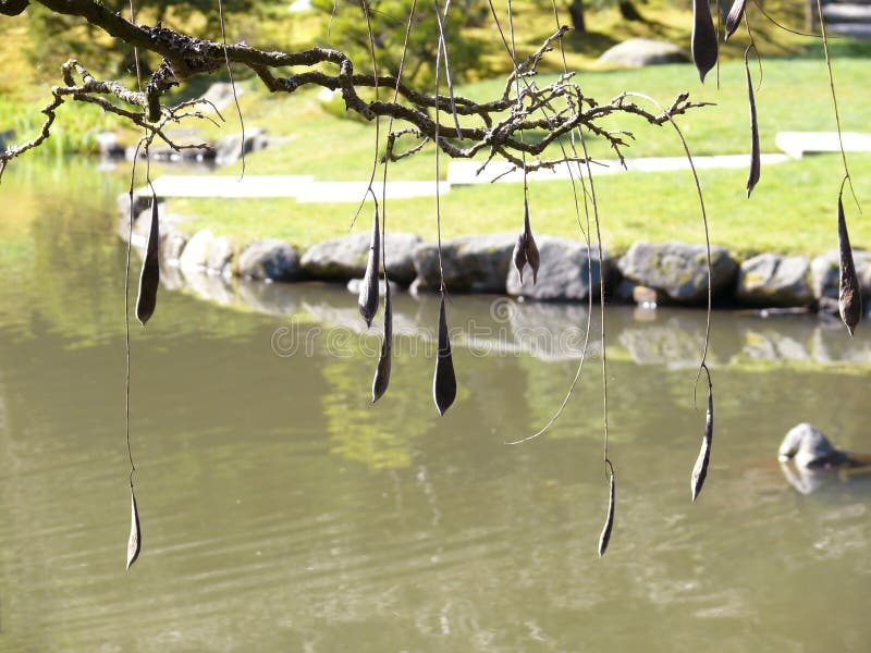 De nieuwe lente in een Japanse tuin royalty-vrije stock fotografie De nieuwe lente in een Japanse tuin royalty-vrije stock fotografie
