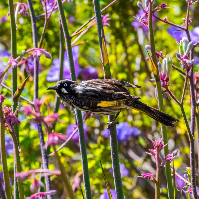 De nieuwe vogel van Holland honeyeater en mooie bloemen royalty-vrije stock afbeelding De nieuwe vogel van Holland honeyeater en mooie bloemen royalty-vrije stock afbeelding