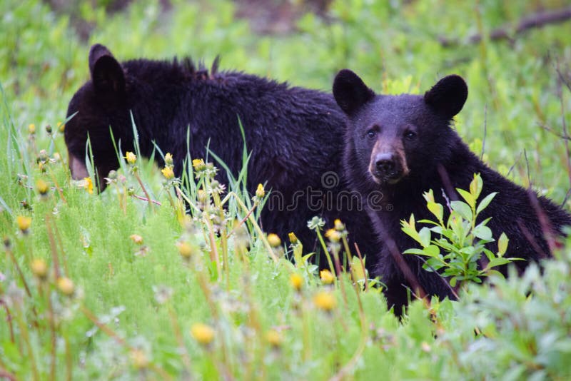 De nieuwsgierige Zwarte draagt Welpen in het Nationale Park van Banff stock afbeeldingen De nieuwsgierige Zwarte draagt Welpen in het Nationale Park van Banff stock afbeeldingen