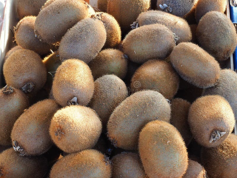 De nombreux fruits de Kiwi en furie à vendre au marché des fruits et légumes frais photos libres de droits De nombreux fruits de Kiwi en furie à vendre au marché des fruits et légumes frais photos libres de droits
