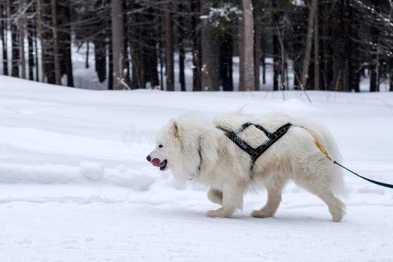 Dog Alaskan Malamute on a winter walk in a forest area. Dog Alaskan Malamute on a winter walk in a forest area.