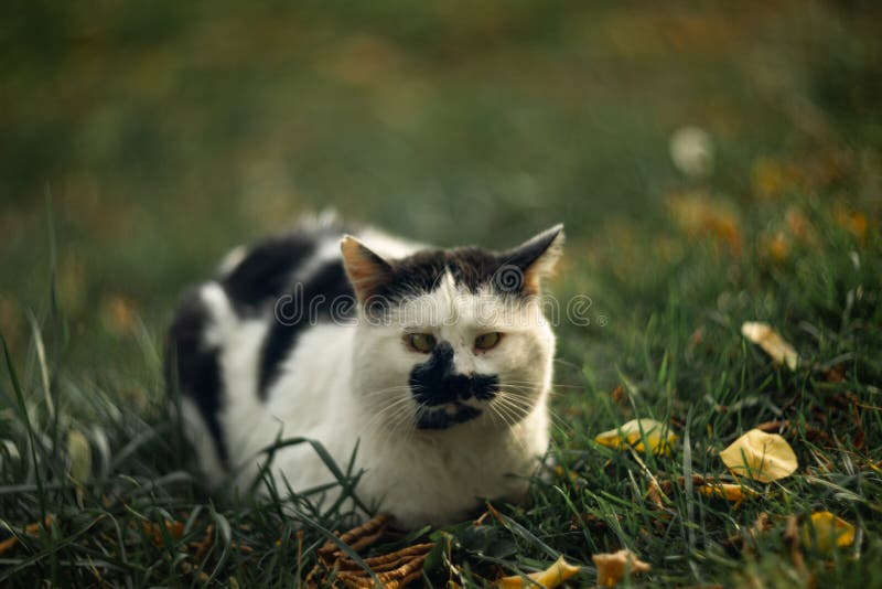 De nukkige dakloze schele squint spotty kat bekijkt binnen u op groen gras royalty-vrije stock afbeeldingen De nukkige dakloze schele squint spotty kat bekijkt binnen u op groen gras royalty-vrije stock afbeeldingen