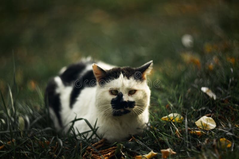 De nukkige dakloze schele squint spotty kat bekijkt binnen u op groen gras stock afbeelding De nukkige dakloze schele squint spotty kat bekijkt binnen u op groen gras stock afbeelding