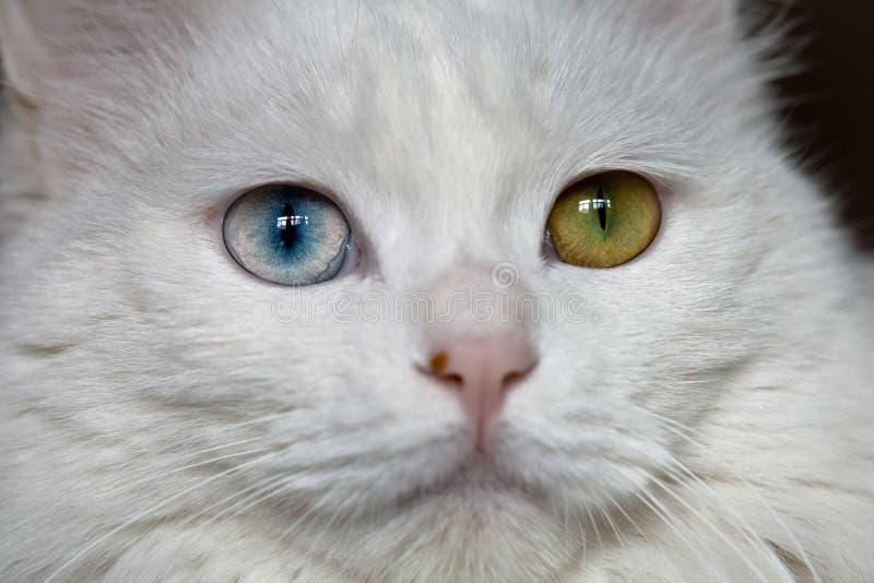 De ogen van de kat