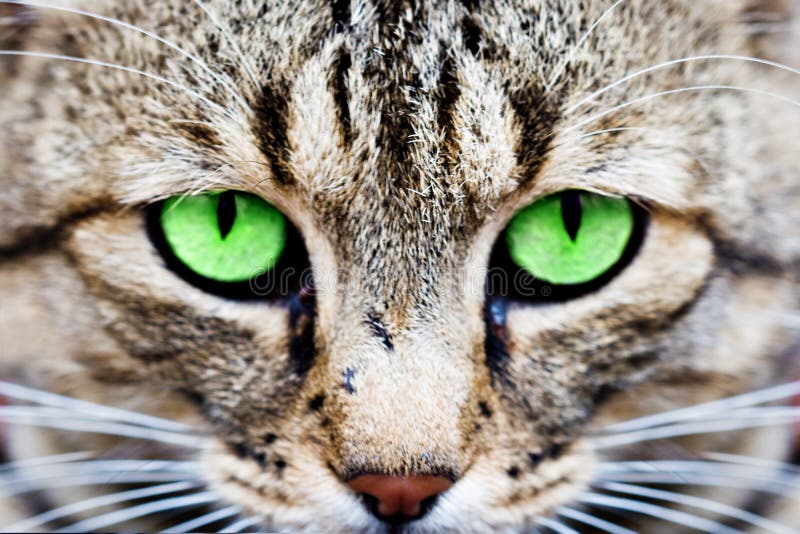 De ogen van katten