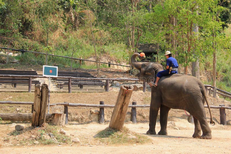 De olifant toont bij Maesa-Olifantskamp, Chiangmai, Thailand op April stock afbeeldingen De olifant toont bij Maesa-Olifantskamp, Chiangmai, Thailand op April stock afbeeldingen