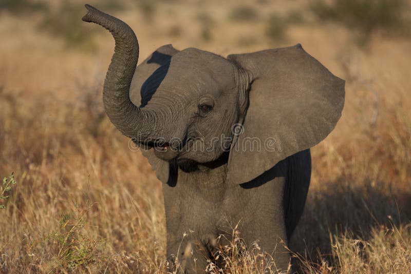 De olifant van de baby