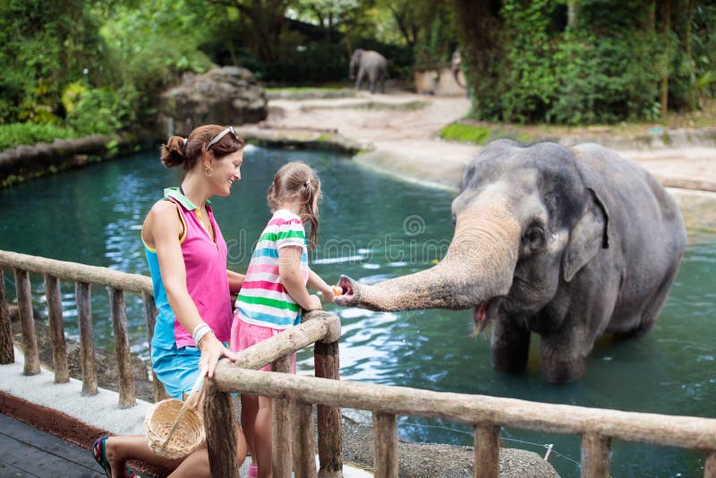 De olifant van het jonge geitjesvoer in dierentuin Familie bij dierlijk park royalty-vrije stock afbeeldingen De olifant van het jonge geitjesvoer in dierentuin Familie bij dierlijk park royalty-vrije stock afbeeldingen