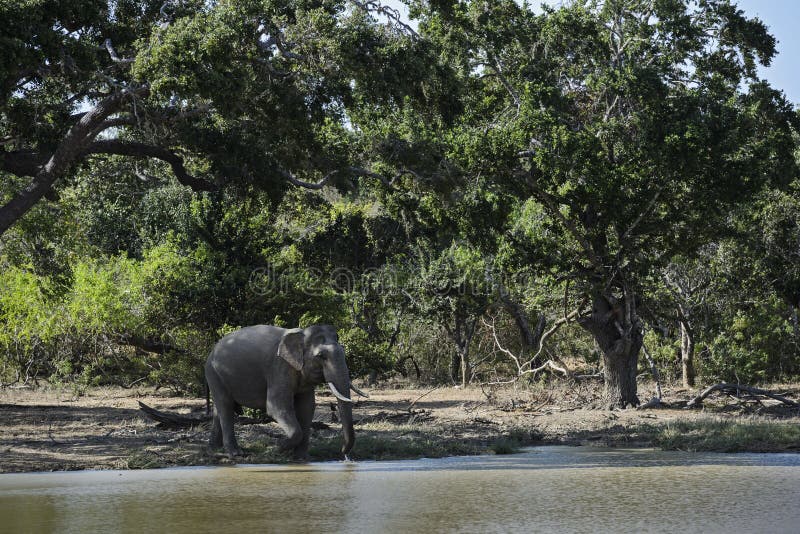 De Olifant van Srilankan - Elephas-maximusmaximus, Sri Lanka stock foto's