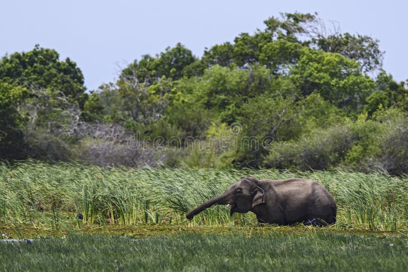 De Olifant van Srilankan - Elephas-maximusmaximus, Sri Lanka stock fotografie